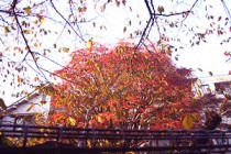 笹塚玉川上水の紅葉